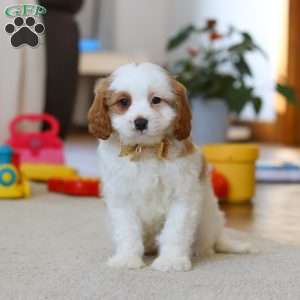 Ace, Cavapoo Puppy